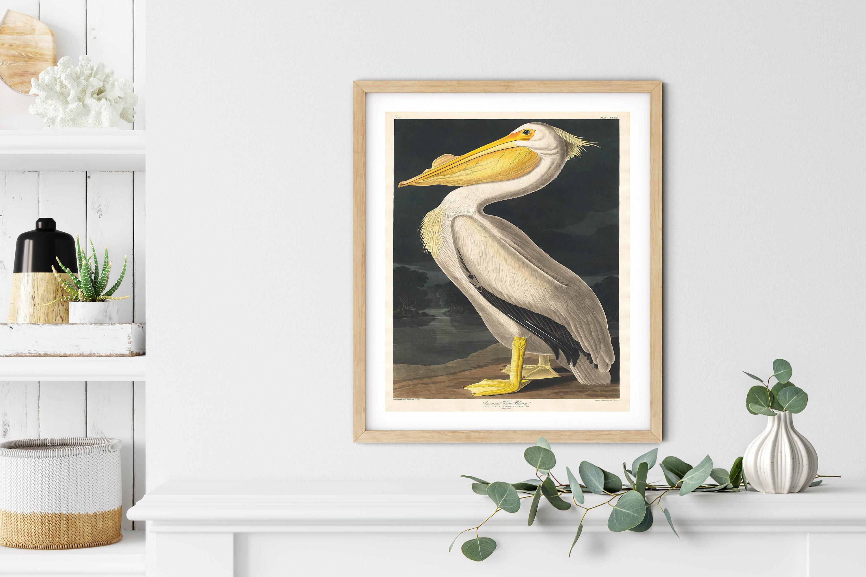 Vintage Audubon Pelican Print: Coastal Bird Wall Art - Etsy