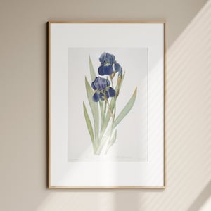 Blue Iris Poster - Iris Wall Art, Floral Wall Decor, Botanical Art Print, Kitchen Wall Art, Farmhouse Wall Decor, Living Room Decor