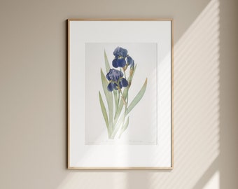 Blue Iris Botanical Art Print - Vintage Floral Wall Decor