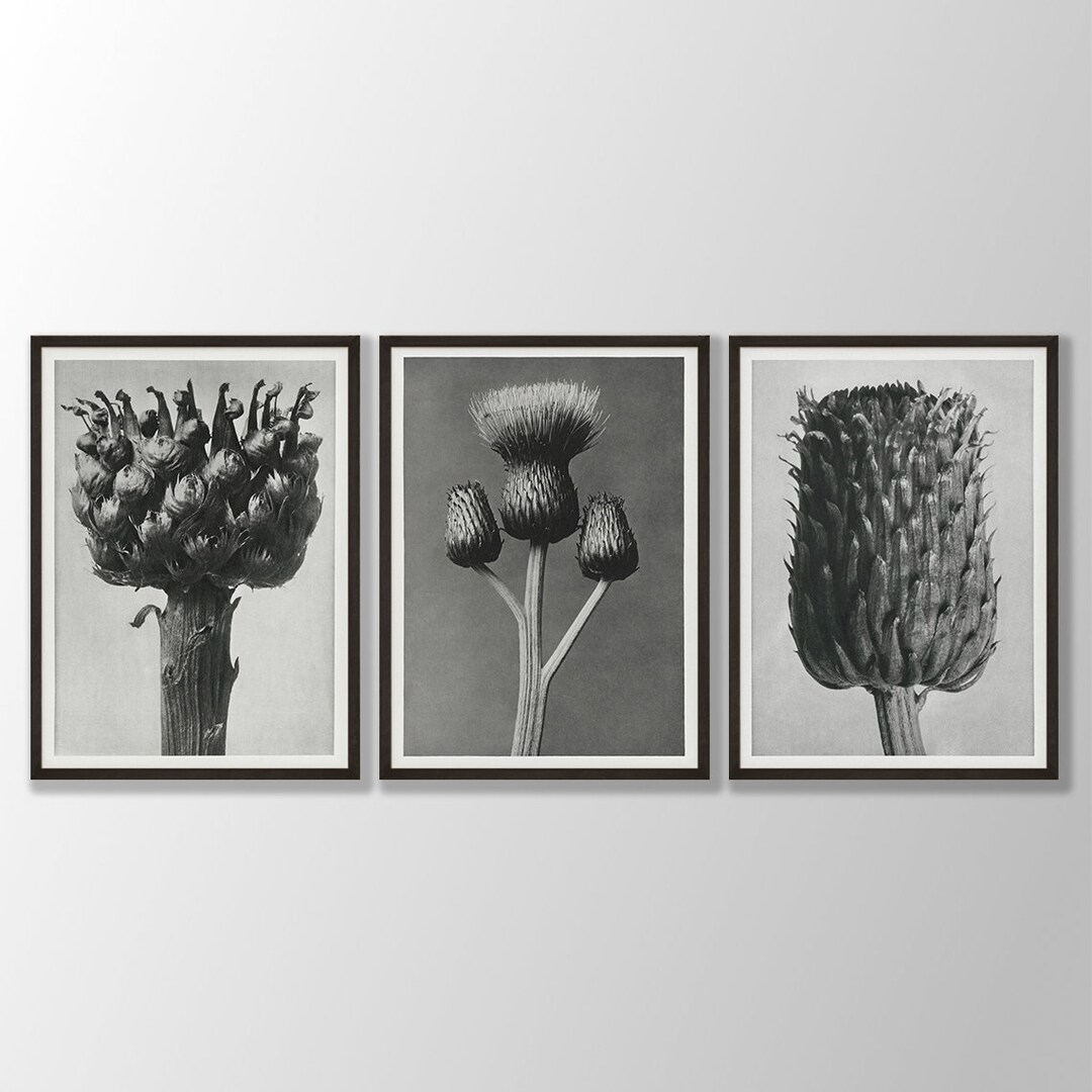 Vintage Botanical Art Prints: Black and White Flower Set of 3 - Etsy