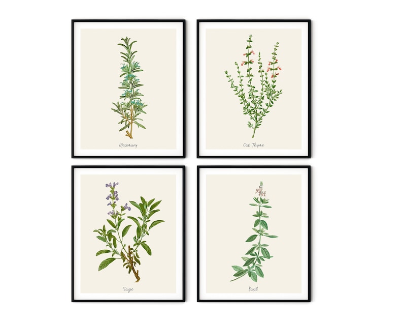 Vintage Herb Botanical Prints Set of 4 - Farmhouse Kitchen Wall Art - Etsy