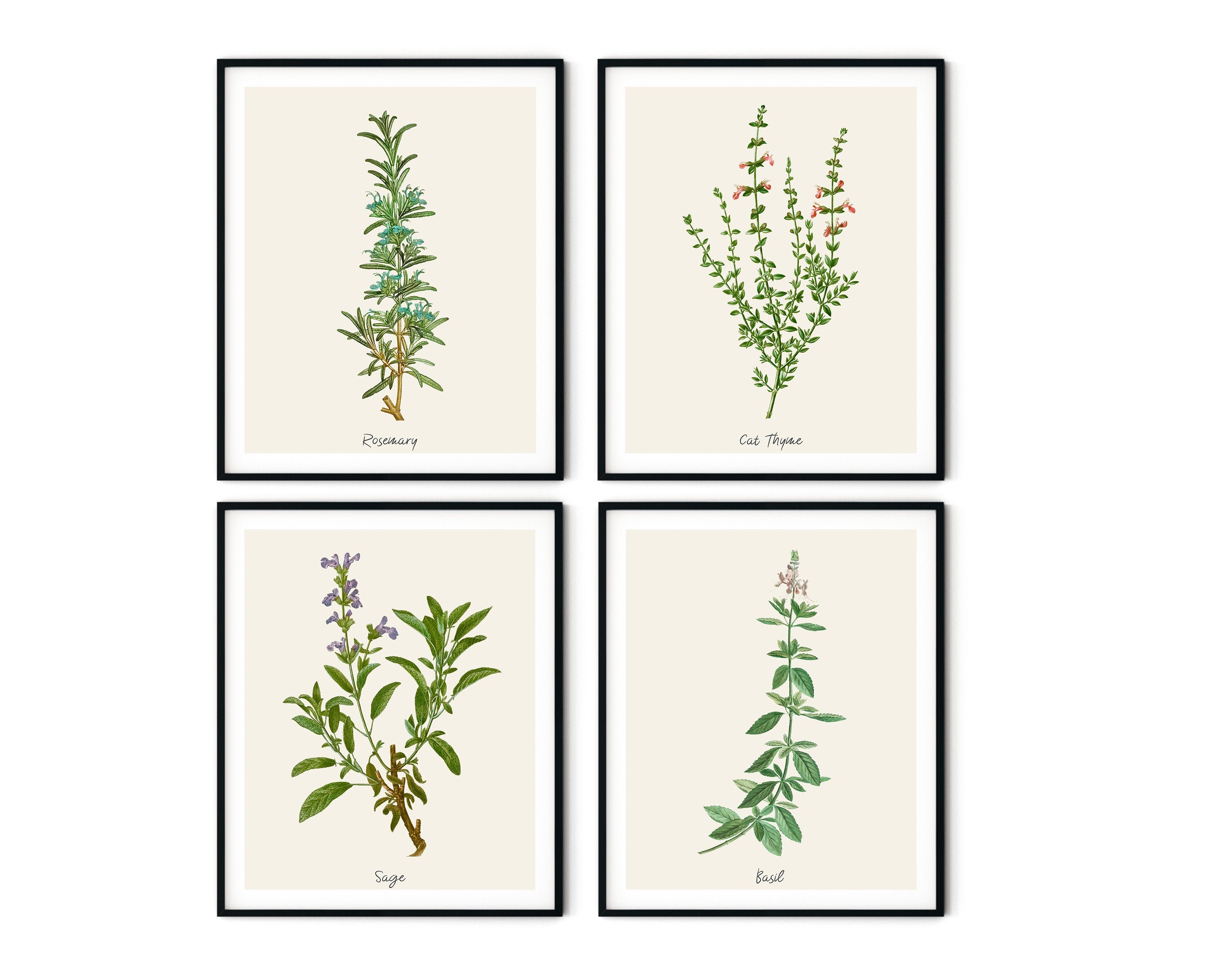 Vintage Herb Botanical Prints: Farmhouse Kitchen Wall Art Set of 4 - Etsy