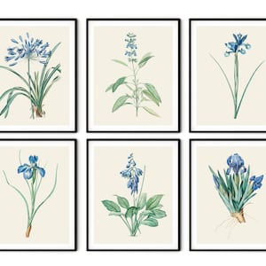 Blue Botanical Print Set of 6 - Kitchen Wall Decor, Redoute Botanical Prints, Blue Botanical Art, Blue Flower Prints, Botanical Art Prints