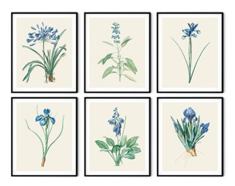 Blue Botanical Print Set of 6 - Kitchen Wall Decor, Redoute Botanical Prints, Blue Botanical Art, Blue Flower Prints, Botanical Art Prints
