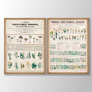 Conjunto de 2 pôsteres botânicos vintage - arte botânica de parede, impressão de cogumelo vintage, arte de parede de cozinha, gráficos de educação escolar e familiar