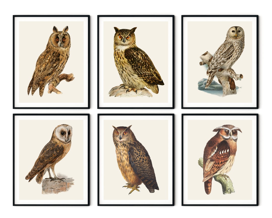 Vintage Owl Print Set of 6 Owl Wall Art, Rustic Owl Decor, Vintage Bird