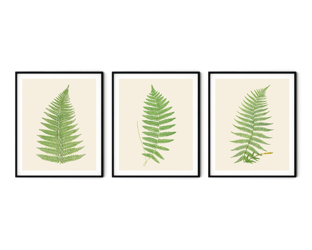 The Range Green Fern Framed Print Set of 3