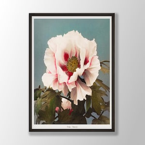 Vintage Peony Print | Japanese Flower Wall Art, Peony Wall Art, Peony Flower, Botanical Print,Kitchen Wall Art,Farmhouse Decor,Bedroom Decor