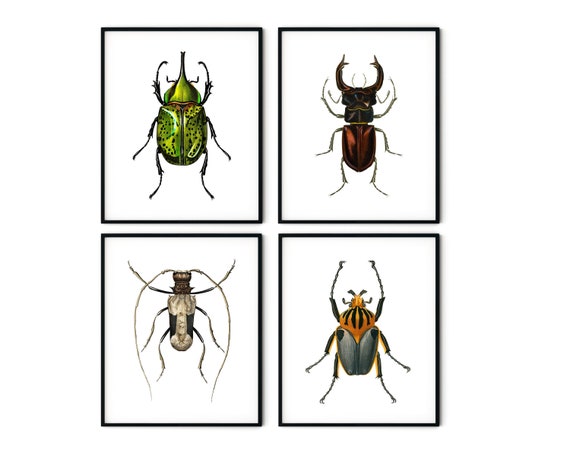 Vintage Beetles Print Set of 4 Insect Prints Bugs Prints - Etsy