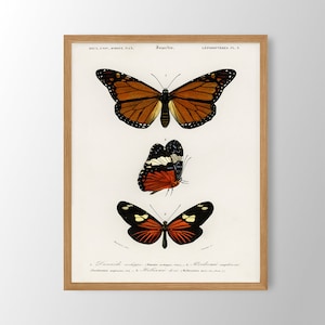 Vintage Butterfly Print: Natural History Gallery Wall Art