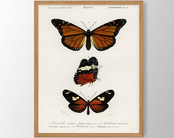 Vintage Butterfly Print - Butterfly Wall Art, Butterfly Decor, Gallery Wall Art, Beach House Decor, Natural History Art, Nursery Wall Art