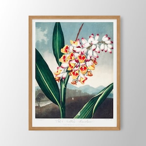 Vintage Flower Print | Floral Wall Art, Farmhouse Wall Art, Botanical Print, Kitchen Wall Art,Farmhouse Decor,Dining Room Art,Bedroom Decor