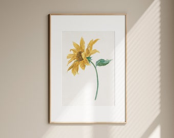 Lámina botánica vintage de girasoles: decoración floral restaurada para pared