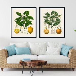 May include: Two framed botanical illustrations of citrus fruits. The left image shows a lemon tree with a lemon fruit, leaves, and flowers. The right image shows an orange tree with an orange fruit, leaves, and flowers.