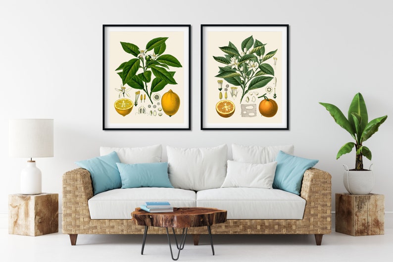May include: Two framed botanical illustrations of citrus fruits. The left image shows a lemon tree with a lemon fruit, leaves, and flowers. The right image shows an orange tree with an orange fruit, leaves, and flowers.