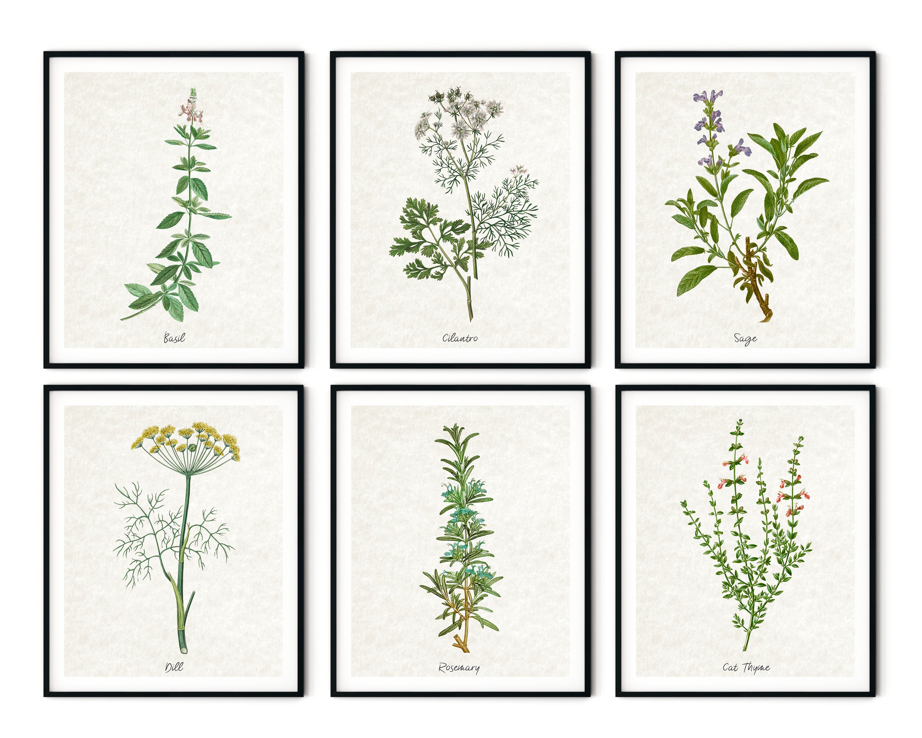 Vintage Kitchen Herbs Prints Set of 6 Botanical Art Print | Etsy