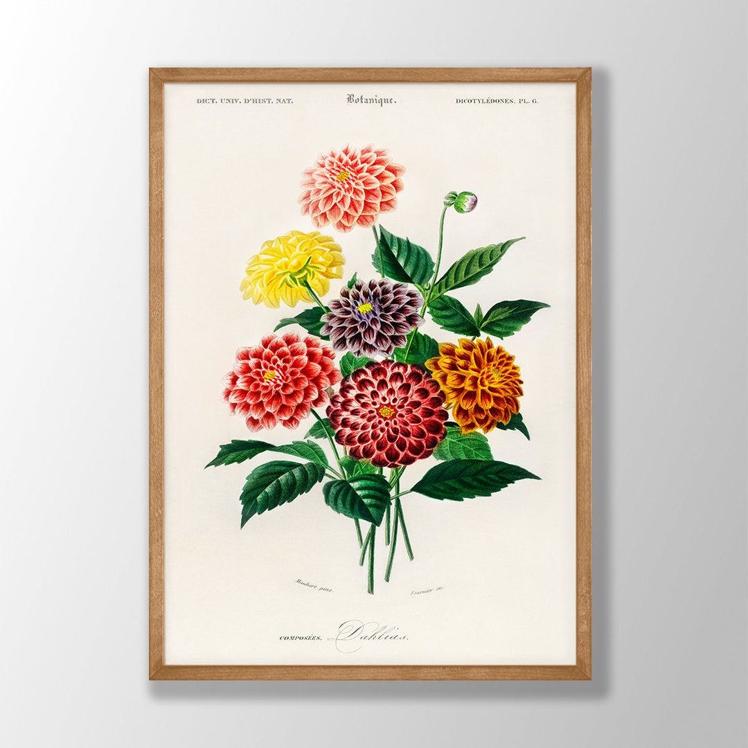 Vintage Dahlia Print - Botanical Flower Wall Art, Kitchen Poster - Etsy