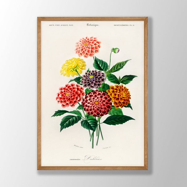 Vintage Dahlia Print - Dahlia Wall Art, Flower Wall Art, Kitchen Wall Art, Farmhouse Art, Botanical Art Print - LARGER SIZES AVAILABLE