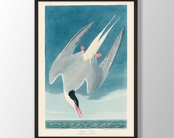 Vintage Audubon Bird Print - Arctic Tern Print, Bird Wall Art, Coastal Bird, Audubon Bird Decor, Audubon Prints, Bird Lover Gift