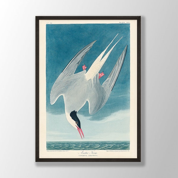 Vintage Audubon Bird Print - Arctic Tern Print, Bird Wall Art, Coastal Bird, Audubon Bird Decor, Audubon Prints, Bird Lover Gift