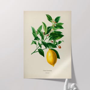 May include: A vintage botanical illustration of a lemon tree branch with green leaves, white flowers, and a single ripe yellow lemon. The text "Citrus Limonum" and "Lemo" is printed below the image.