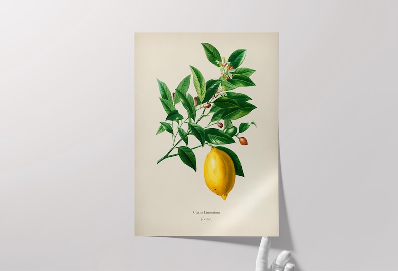 May include: A vintage botanical illustration of a lemon tree branch with green leaves, white flowers, and a single ripe yellow lemon. The text "Citrus Limonum" and "Lemo" is printed below the image.