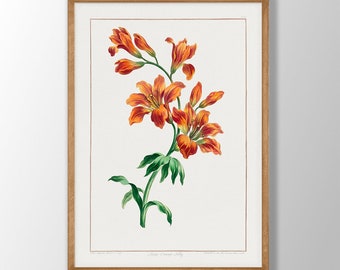 Vintage Orange Lily Print - Botanical Kitchen Wall Art
