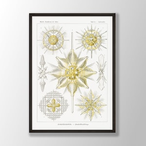 Ernst Haeckel Print - Acanthometra, Ernst Haeckel Vintage Poster, Marine Wall Decor, Biology Wall Art, Nautical Wall Art, Coastal Art