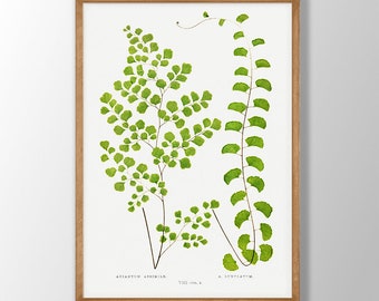 Op de afbeelding: Een ingelijste botanische illustratie van twee soorten varens, Adiantum assimile en A. lunulatum, met groene bladeren op een witte achtergrond. De tekst "VIII. vol. 4" is onder de varens gedrukt.