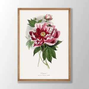 Vintage Peony Print | Peony Poster, Peony Wall Art, Botanical Wall Decor, Kitchen Decor, Farmhouse Decor, Bedroom Decor, Kitchen Wall Art