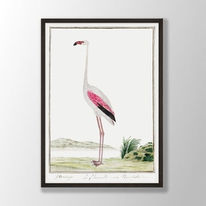 Vintage Flamingo Print - Bird Wall Art, Flamingo Wall Art, Farmhouse Decor, Seabird Print, Tropical Wall Art, Bird Lover Gift