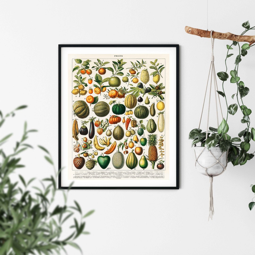 Vintage Fruit Print Kitchen Prints, 1909, Adolphe Millot Poster, Fruit