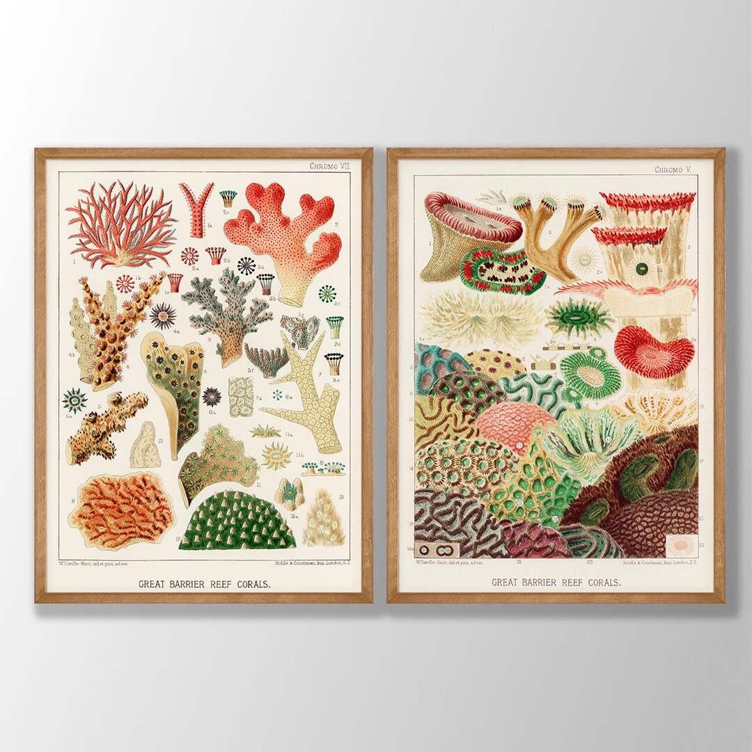 Vintage Sea Coral Prints Set of 2 Coastal Wall Art, Vintage Coral Poster, Coastal Decor, Beach