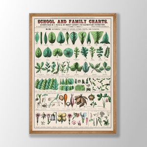 Botanische school- en familieonderwijskaarten - vintage botanische poster, vintage bloemenkaart, botanische muurkunst, natuurhistorische kunst
