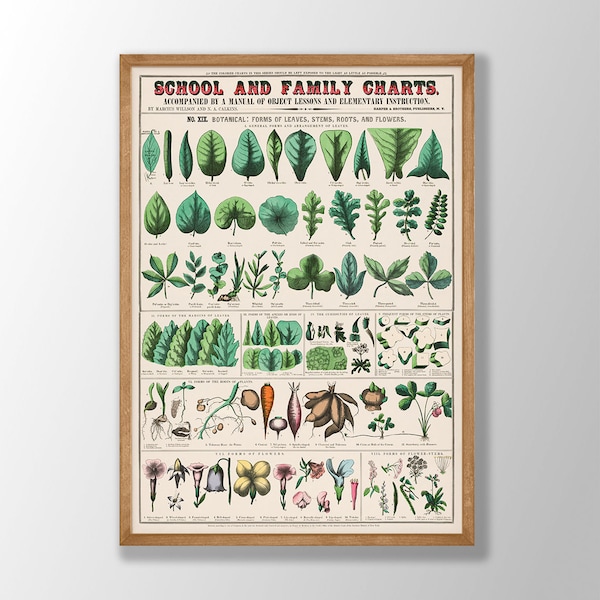 Botanical School & Family Education Charts - Vintage Botanical Poster, Vintage Flower Chart, Botanical Wall Art, Natural History Art