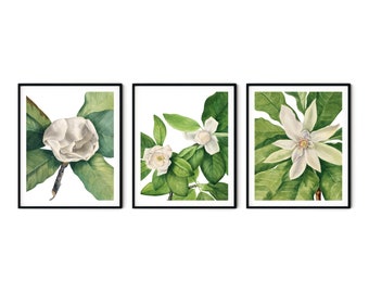 Magnolia Prints Set of 3 - Magnolia Wall Art, Botanical Art, Kitchen Art, Botanical Prints, Botanical Decor, Kitchen Decor, Farmhouse Art