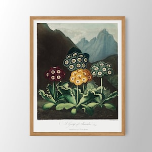 Vintage Flower Print | Farmhouse Wall Art, Botanical Print, Kitchen Wall Art, Farmhouse Decor, Dining Room Art, Bedroom Decor, Bathroom Art