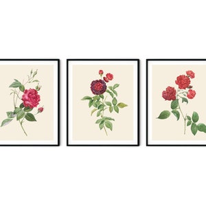 Red Flower Print Set of 3 - Red Botanical Art, Red Roses Print, Kitchen Decor, Redoute Rose Print, Farmhouse Art, Botanical Print