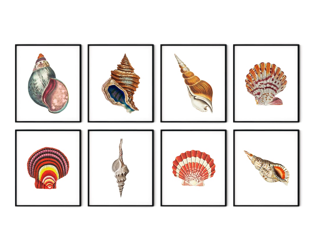 Antique Seashell Prints Coastal Nautical Wall Art Set of 8