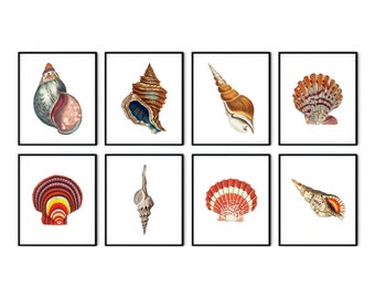Grabados antiguos de conchas marinas: arte mural náutico costero (juego de 8)