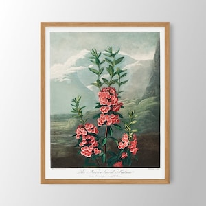 Vintage Flower Print | Floral Wall Art, Farmhouse Wall Art, Botanical Print, Kitchen Wall Art,Farmhouse Decor,Dining Room Art,Bedroom Decor
