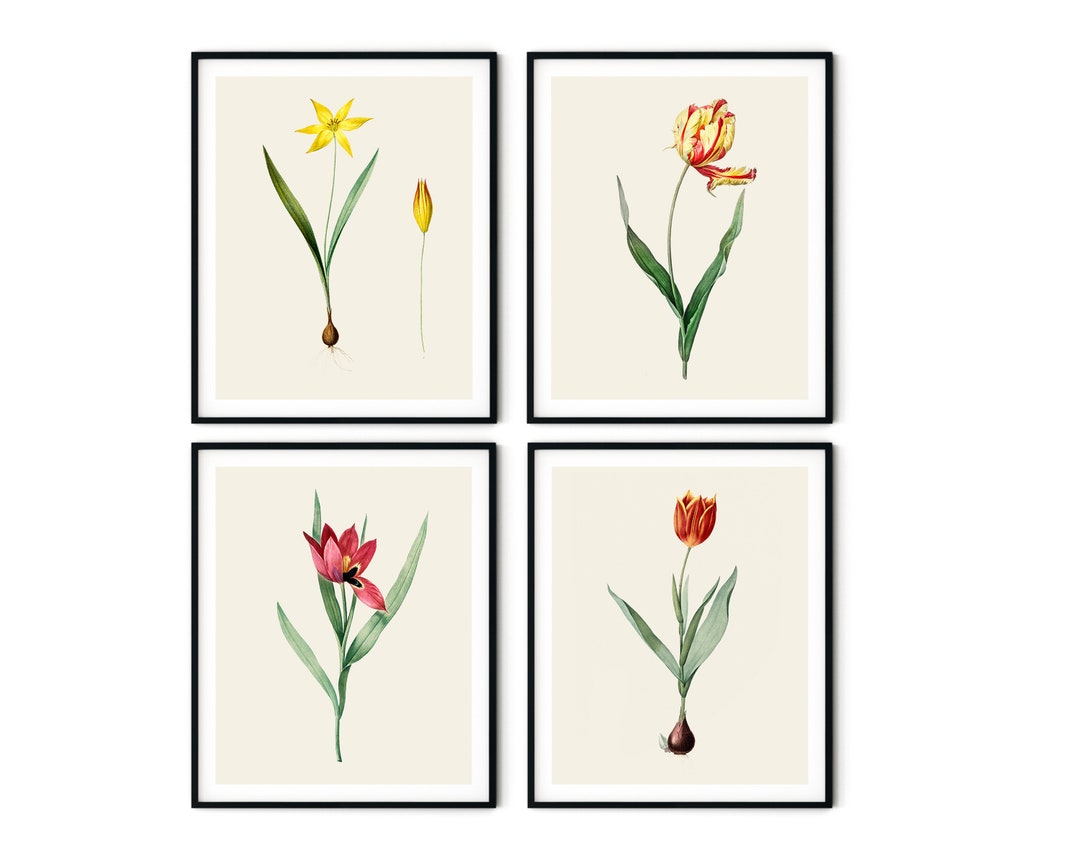 Tulip Prints Set of 4 Tulip Wall Art, Farmhouse Wall Art, Botanical