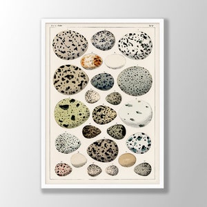 Vintage Bird Egg Print - Ornithology Prints, Adolphe Millot Poster, Egg Poster, Vintage Home Decor, Nature Print, Egg Wall Art