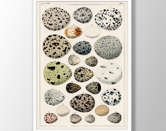 Vintage Bird Egg Print - Adolphe Millot Ornithology Poster