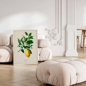 May include: A vintage botanical illustration of a lemon tree branch with green leaves, small white flowers, and a ripe yellow lemon. The illustration is framed and displayed on a white wall.