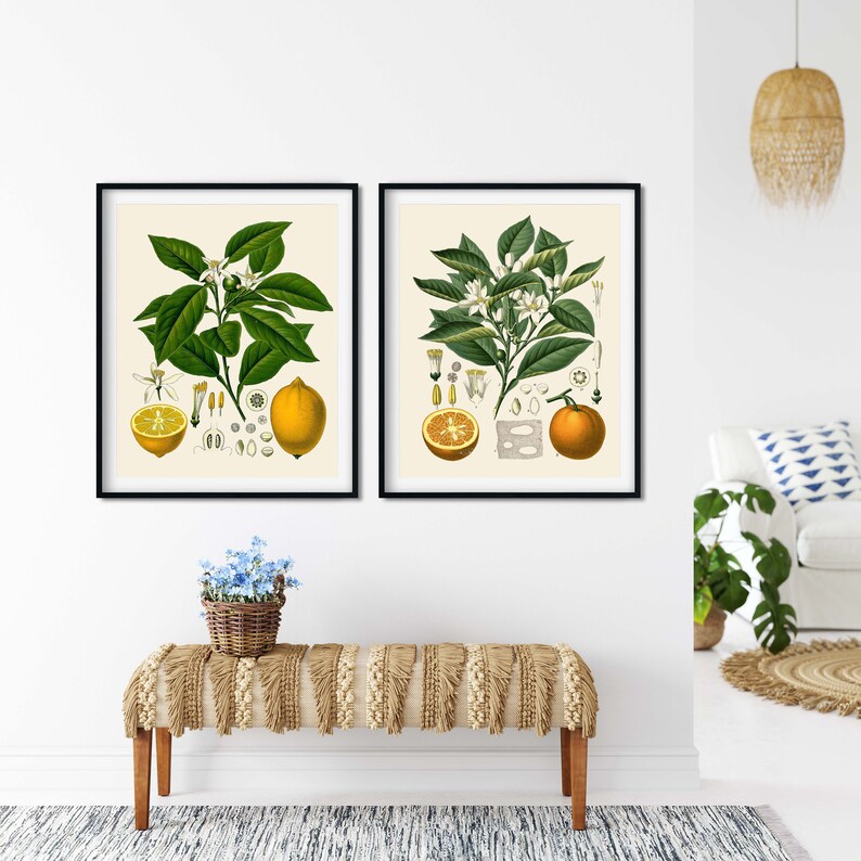 May include: Two framed botanical illustrations of citrus fruit. The left image shows a lemon branch with leaves, flowers, and fruit. The right image shows an orange branch with leaves, flowers, and fruit.