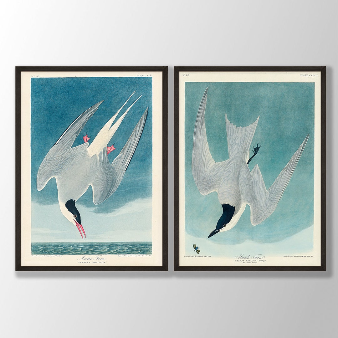 Vintage Audubon Bird Prints Set of 2 Bird Wall Art, Coastal Bird, Audubon  Bird Decor, Birds of America, Bird Lover Gift, Tern, Gull Prints - Etsy