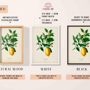 May include: Three framed prints of a vintage botanical illustration of a lemon tree branch with lemons. The frames are available in natural wood, white, and black. The frames are 1.9 cm wide and 1.3 cm thick. The frames are ready to hang and include hardware.