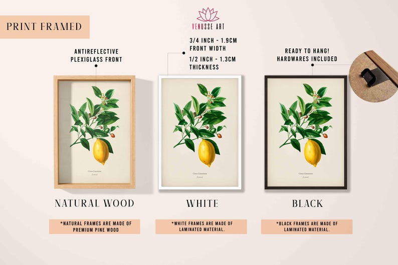 May include: Three framed prints of a vintage botanical illustration of a lemon tree branch with lemons. The frames are available in natural wood, white, and black. The frames are 1.9 cm wide and 1.3 cm thick. The frames are ready to hang and include hardware.