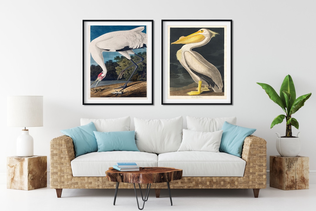 Vintage Audubon Bird Prints Set of 2 - Coastal Bird Wall Art - Etsy